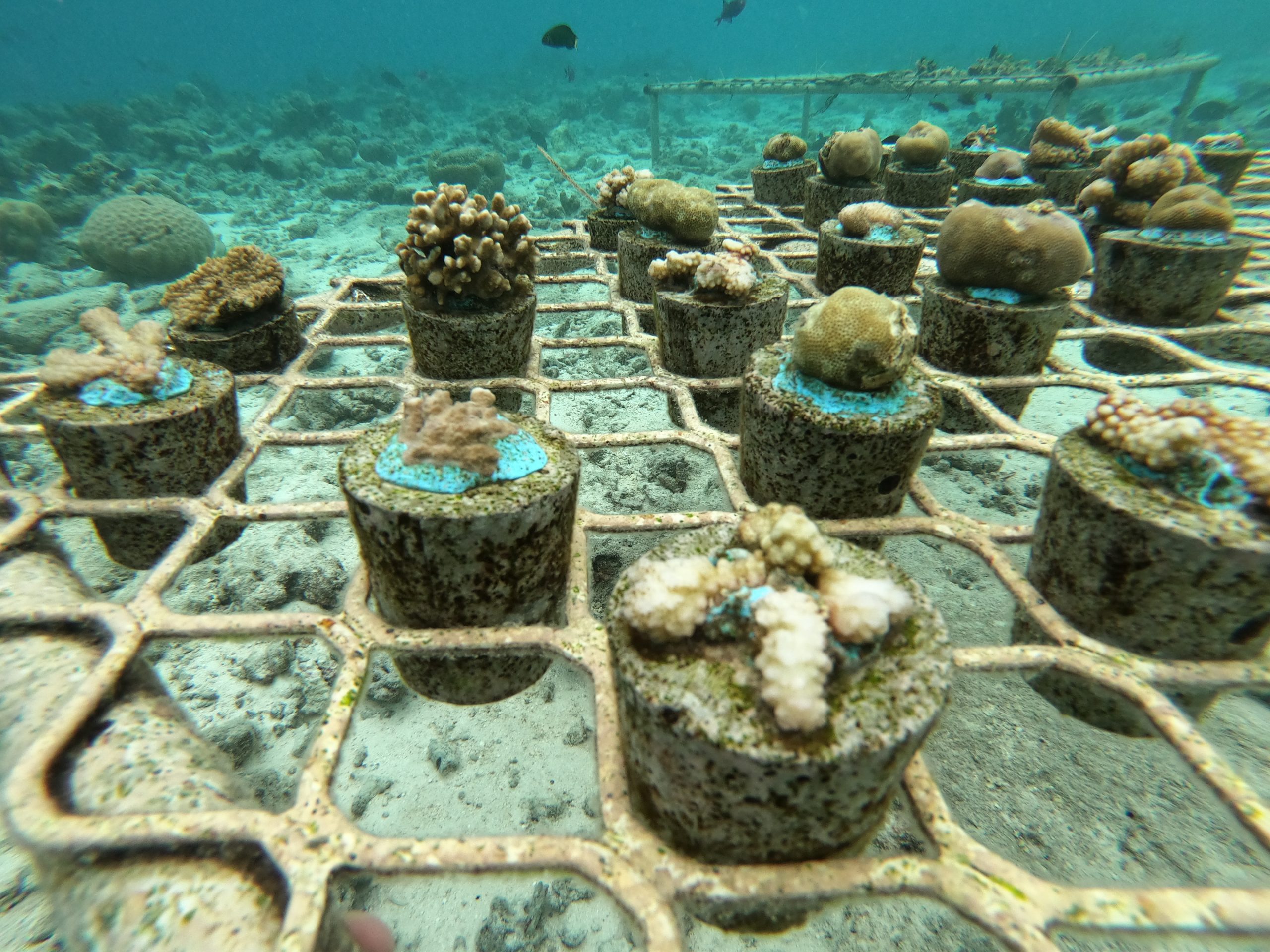 Coral Gardening At Grand Park Kodhipparu, Maldives – Park Hotel Group ...