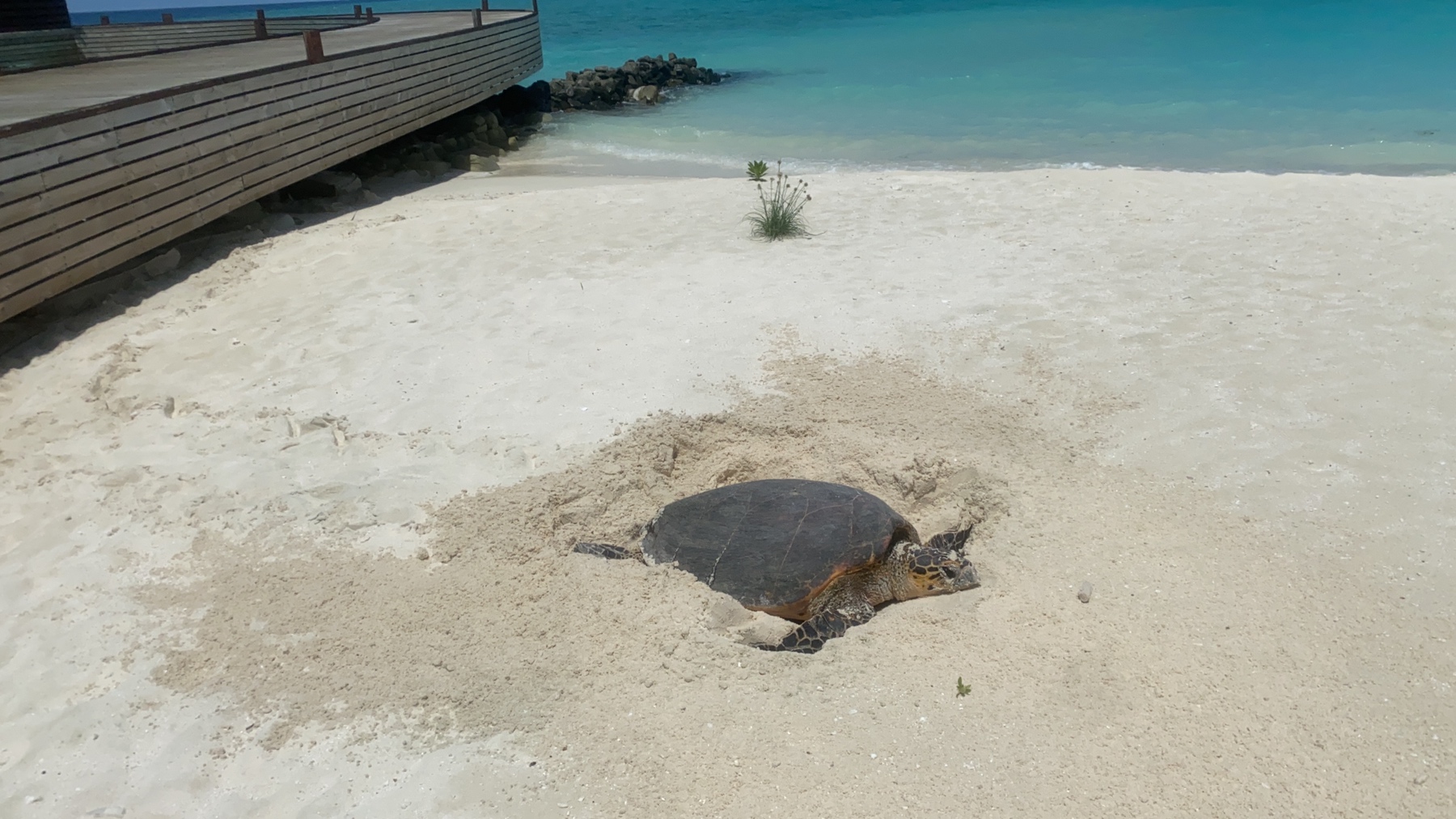 Endangered Hawksbill Sea Turtle lay eggs on Grand Park Kodhipparu