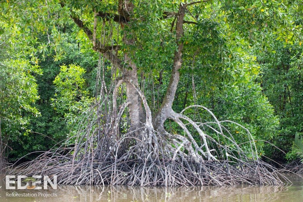Mangrove in Indonesia